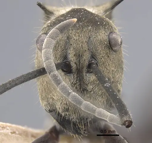 Polyrhachis litigiosa specimen CASENT0917288 image casent0917288_3