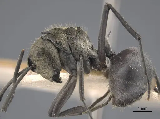 Polyrhachis litigiosa specimen CASENT0917288 image casent0917288_4