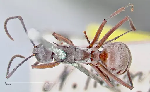 Polyrhachis litigiosa specimen FOCOL2616 image focol2616_1