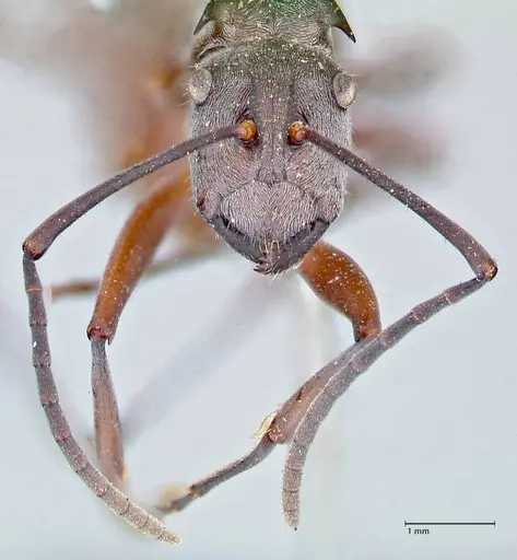 Polyrhachis litigiosa specimen FOCOL2616 image focol2616_2