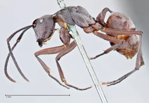 Polyrhachis litigiosa specimen FOCOL2616 image focol2616_3