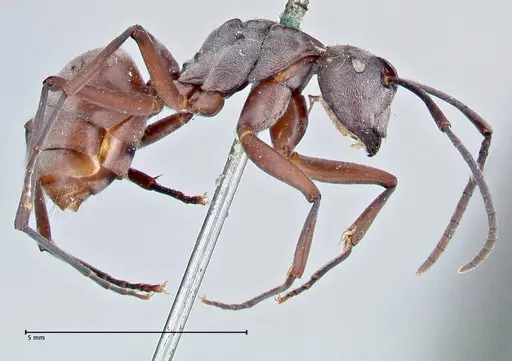 Polyrhachis litigiosa specimen FOCOL2616 image focol2616_4