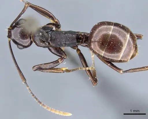 Polyrhachis lombokensis specimen CASENT0905568 image casent0905568_1