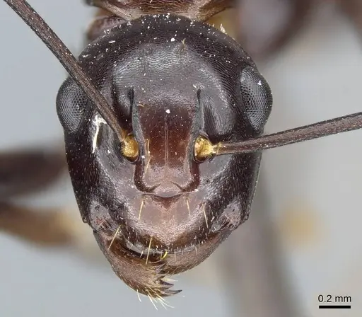 Polyrhachis lombokensis specimen CASENT0905568 image casent0905568_2