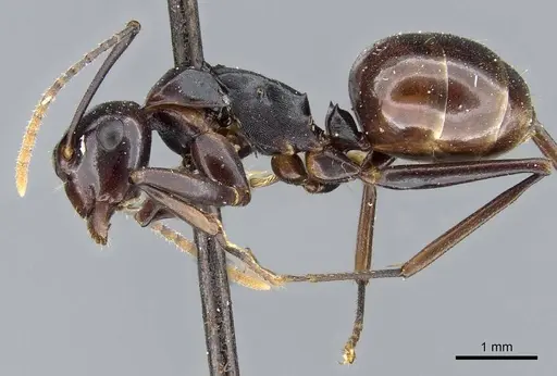 Polyrhachis lombokensis specimen CASENT0905568 image casent0905568_3