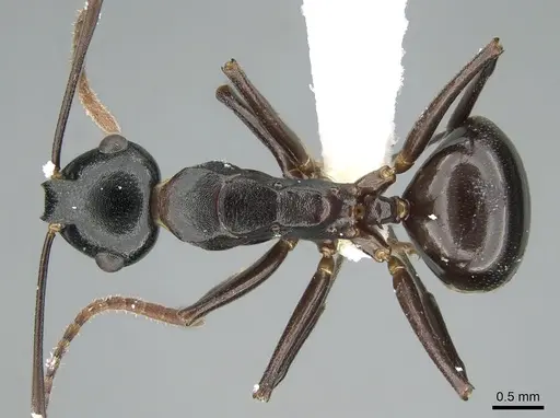 Polyrhachis lombokensis specimen CASENT0906577 image casent0906577_1
