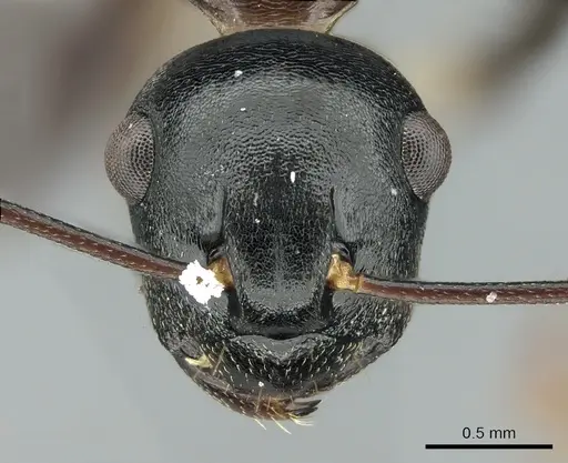 Polyrhachis lombokensis specimen CASENT0906577 image casent0906577_2