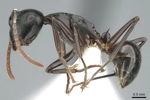 Polyrhachis lombokensis specimen CASENT0906577 image casent0906577_3