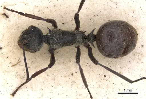 Polyrhachis longipes specimen CASENT0901804 image casent0901804_1