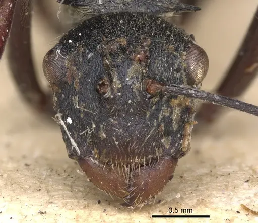 Polyrhachis longipes specimen CASENT0901804 image casent0901804_2