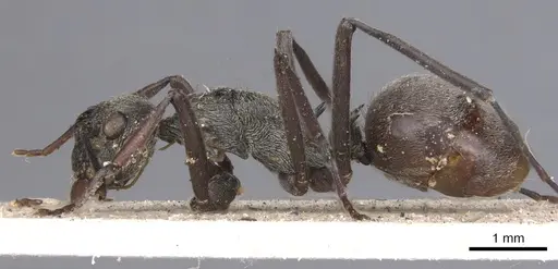Polyrhachis longipes specimen CASENT0901804 image casent0901804_4