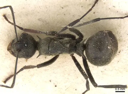 Polyrhachis longipes specimen CASENT0906780 image casent0906780_1