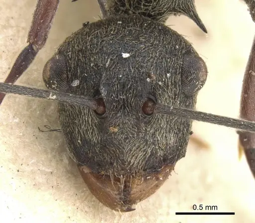 Polyrhachis longipes specimen CASENT0906780 image casent0906780_2