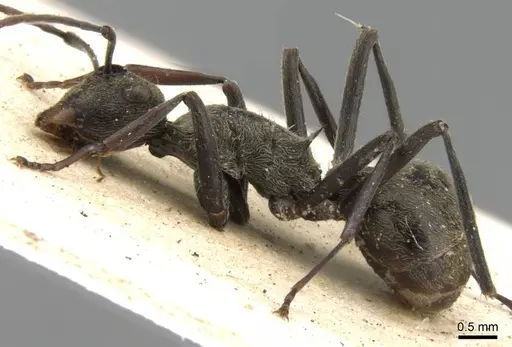 Polyrhachis longipes specimen CASENT0906780 image casent0906780_3