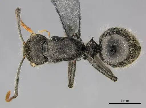 Polyrhachis longiseta specimen CASENT0250036 image casent0250036_1