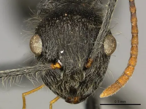 Polyrhachis longiseta specimen CASENT0250036 image casent0250036_2