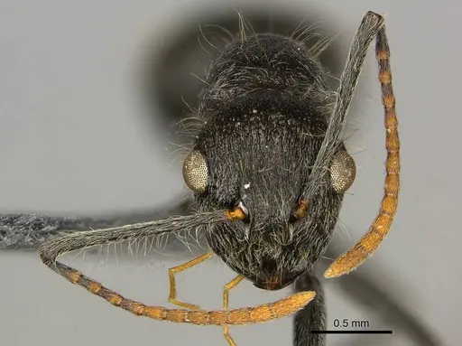 Polyrhachis longiseta specimen CASENT0250036 image casent0250036_3