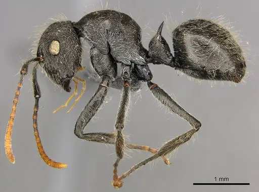 Polyrhachis longiseta specimen CASENT0250036 image casent0250036_4