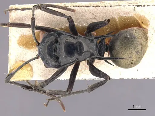 Polyrhachis loriai specimen CASENT0905589 image casent0905589_1