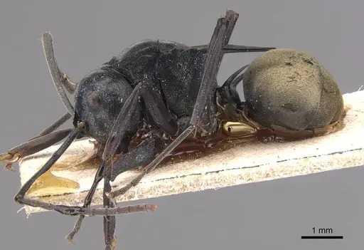 Polyrhachis loriai specimen CASENT0905589 image casent0905589_3