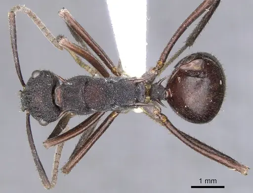 Polyrhachis loweryi specimen CASENT0903356 image casent0903356_1