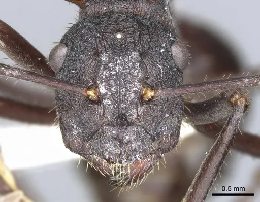 Polyrhachis loweryi specimen CASENT0903356 image casent0903356_2