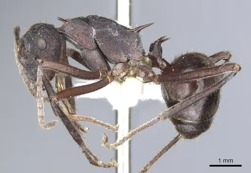 Polyrhachis loweryi specimen CASENT0903356 image casent0903356_3