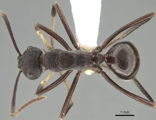 Polyrhachis loweryi specimen CASENT0919911 image casent0919911_1