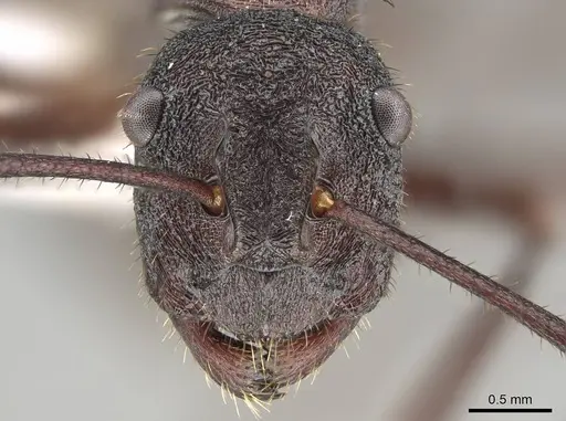 Polyrhachis loweryi specimen CASENT0919911 image casent0919911_2