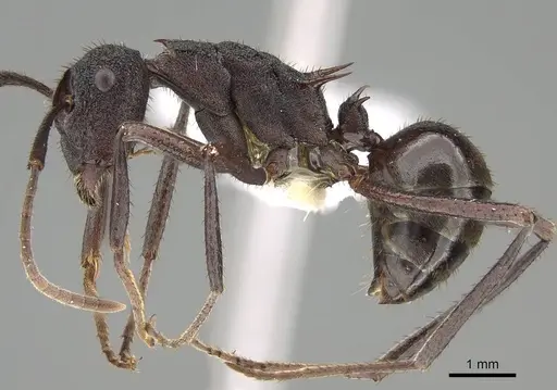 Polyrhachis loweryi specimen CASENT0919911 image casent0919911_3