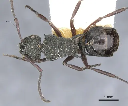 Polyrhachis lownei specimen CASENT0903349 image casent0903349_1