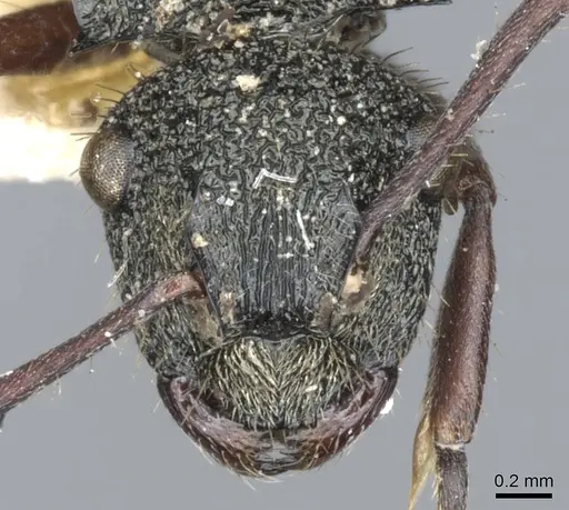 Polyrhachis lownei specimen CASENT0903349 image casent0903349_2
