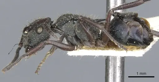 Polyrhachis lownei specimen CASENT0903349 image casent0903349_3