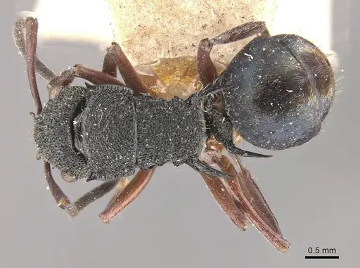 Polyrhachis lownei specimen CASENT0910829 image casent0910829_1