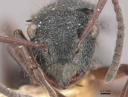 Polyrhachis lownei specimen CASENT0910829 image casent0910829_2