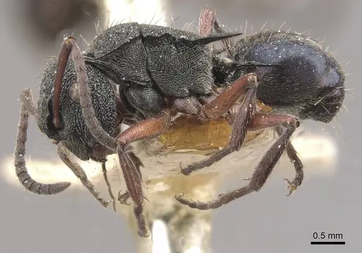 Polyrhachis lownei specimen CASENT0910829 image casent0910829_3