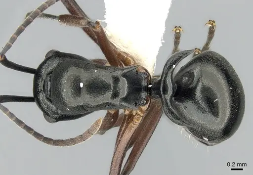 Polyrhachis lucidula specimen CASENT0281408 image casent0281408_1