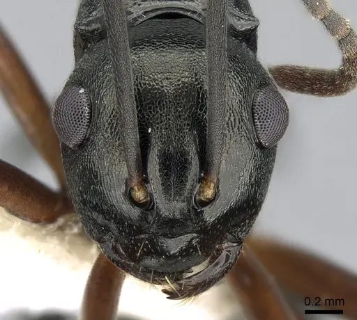 Polyrhachis lucidula specimen CASENT0281408 image casent0281408_2