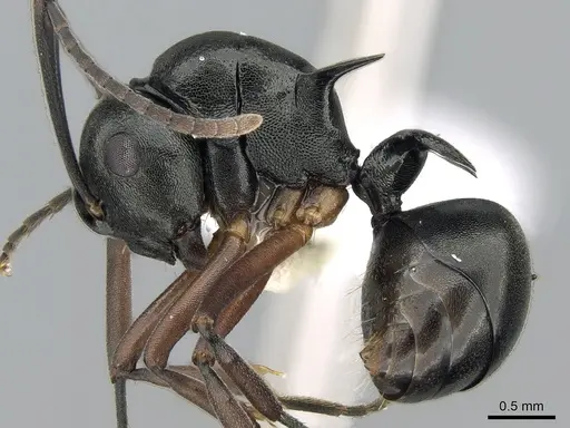 Polyrhachis lucidula specimen CASENT0281408 image casent0281408_3