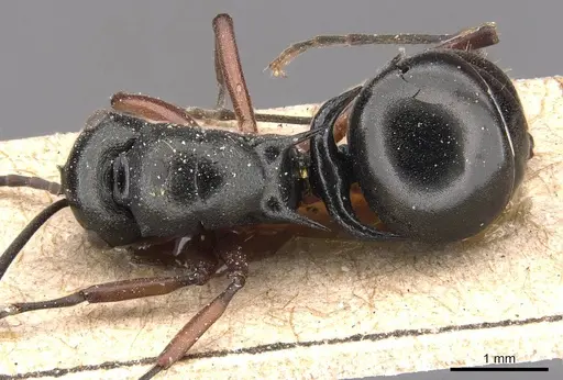 Polyrhachis lucidula specimen CASENT0905828 image casent0905828_1