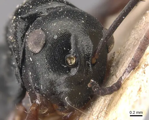 Polyrhachis lucidula specimen CASENT0905828 image casent0905828_2