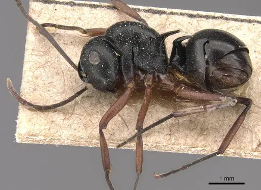 Polyrhachis lucidula specimen CASENT0905828 image casent0905828_3