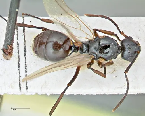 Polyrhachis lucidula specimen FOCOL2944 image focol2944_1