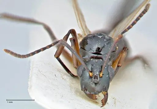 Polyrhachis lucidula specimen FOCOL2944 image focol2944_2