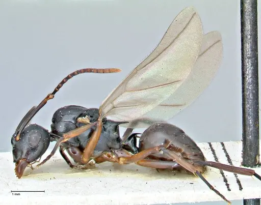 Polyrhachis lucidula specimen FOCOL2944 image focol2944_3