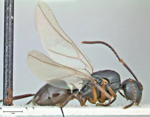 Polyrhachis lucidula specimen FOCOL2944 image focol2944_4