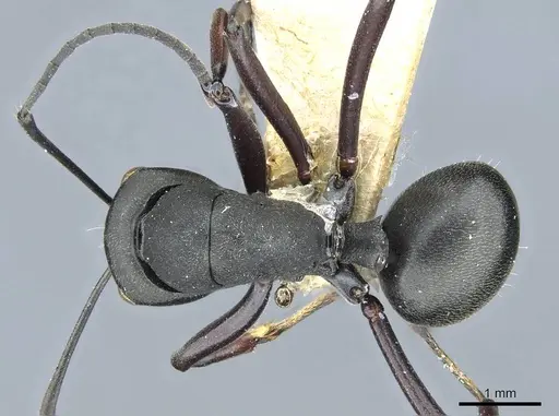 Polyrhachis luctuosa specimen CASENT0905547 image casent0905547_1