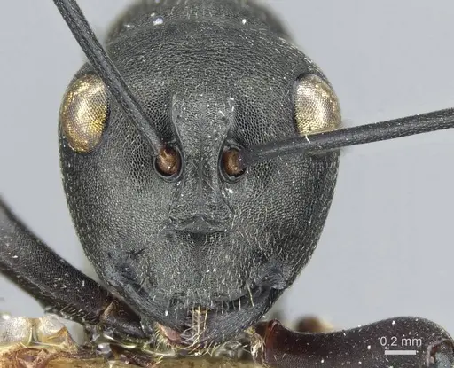 Polyrhachis luctuosa specimen CASENT0905547 image casent0905547_2