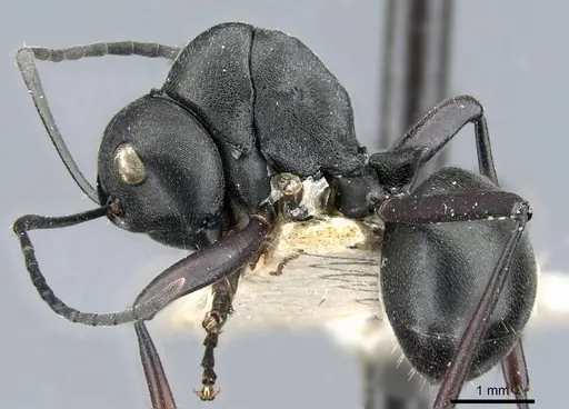 Polyrhachis luctuosa specimen CASENT0905547 image casent0905547_3