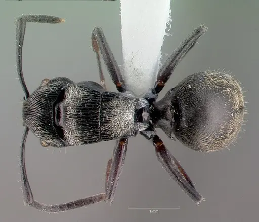 Polyrhachis lumi specimen CASENT0009231 image casent0009231_1